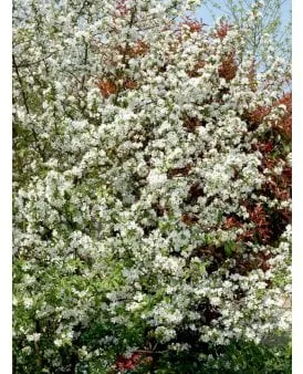 Almindelig Vildæble